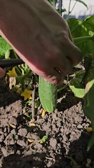 Wall Mural - Hands use a knife to cut a fresh green cucumber from the stem of a plant in the garden