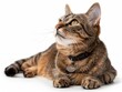 © Suphakorn - A cute tabby cat with wide open eyes and a collar with tag is lying on its side, looking up at something, white background