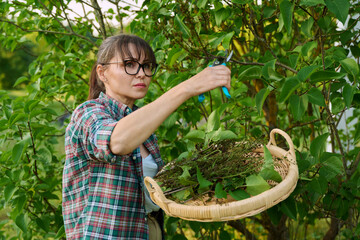 Woman with garden pruning shears cutting dry flowers lilac