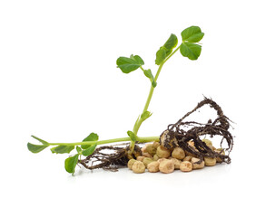 Canvas Print - Sprouted pea with green sprout.