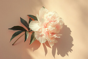 Wall Mural - Photo of a single peony flower on a beige background, with its shadow casting a delicate pattern. Isolated on a pastel background