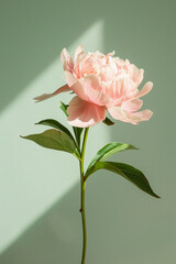 Wall Mural - Photo of a single pastel pink peony flower on a light green background with long shadows, done in a minimalist style.


