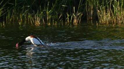 Poster - Common shelduck Tadorna tadorna. Duck swim on the lake. Slow motion. A bathing bird.