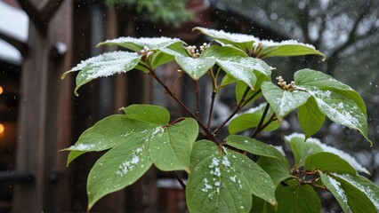 Poster - Snow on Green Leaves.