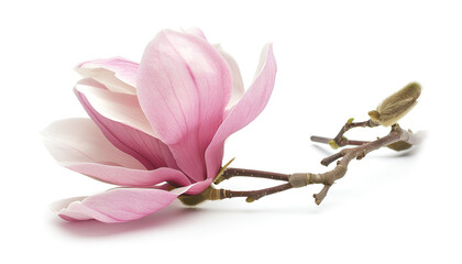 Wall Mural - Pink magnolia flower isolated on white background with full depth of field