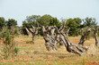 © anghifoto - Gli effetti devastanti della Xylella, il batterio che sta uccidendo gli ulivi nel Salento pugliese,Puglia,Italia