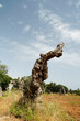© anghifoto - Gli effetti devastanti della Xylella, il batterio che sta uccidendo gli ulivi nel Salento pugliese,Puglia,Italia