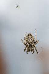 spider on the web