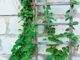 Climbing vines on old wall