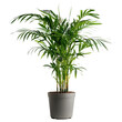 © JR-50 - A lush, vibrant potted palm plant in a modern planter, perfect for adding a touch of green to any indoor space or office decor.