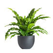 © JR-50 - Vibrant green potted plant with lush leaves in a sleek black pot, perfect for home or office decor, isolated on a white background.