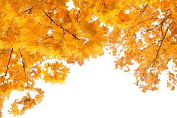 Poster - autumn nature background. maple trees with Autumnal bright yellow orange leaves on abstract white backdrop. symbol of Fall time. element for design. copy space