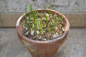 Green garlic sprouts in a pot. Sprouted garlic in clay brown pot on terrace, balcony. The concept of growing organic food at home.