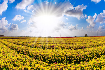 Canvas Print - Bright spring sun