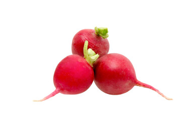 Wall Mural - Radish isolated on white