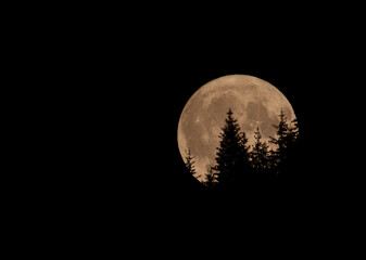 Pine tree silhouette in full moon in Fagaras Mountains, Romania