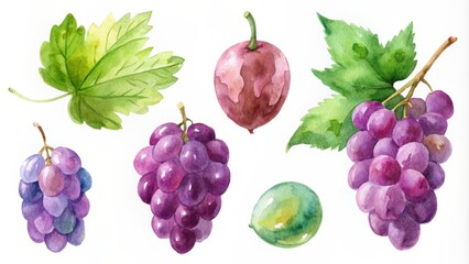 collection of grapes in watercolor style painting isolated on white background