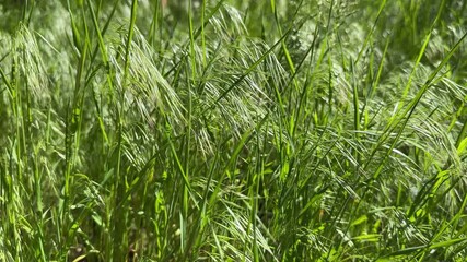 Wall Mural - Grass with green ears in sunny windy morning, close-up