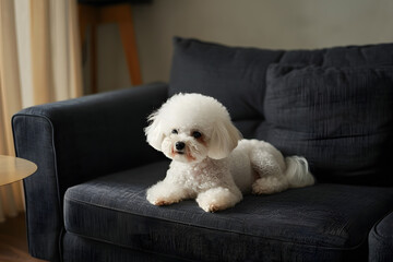 Wall Mural - Adorable bichon frise sitting peacefully on sleek black couch at home.