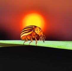 Wall Mural - State potato beetle on leaf in sunset.