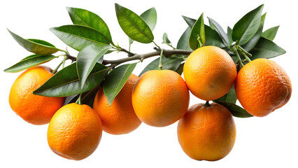 Wall Mural - Branch of tangerines on a white background - PNG file.