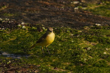 Wall Mural - Tropical Kingbird Beautiful Yellow Bird