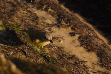 Wall Mural - Tropical Kingbird Beautiful Yellow Bird