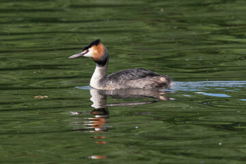 Wall Mural - Grèbe huppé,.Podiceps cristatus, Great Crested Grebe