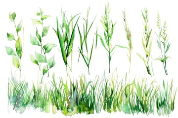 Set of whimsical watercolor illustrations featuring various types of grass and plants