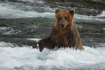 brown bear in water