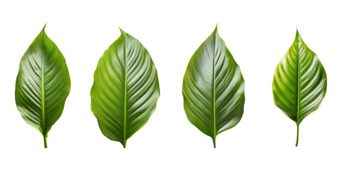 collection of peace lily leaves isolated. group of green leaf cut out.