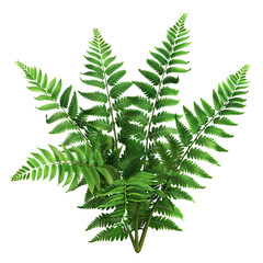 lush green fern plant cut out