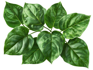 Wall Mural - Green Leaves Illustration on Black Background