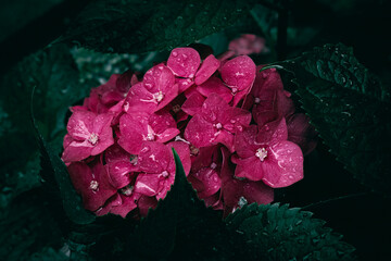 Wall Mural - A close up of pink Hydrangea flowers and leaves with rain drops