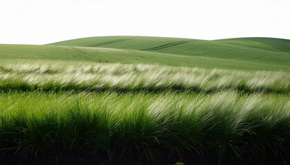 Wall Mural - field green grass growing png on white background