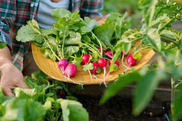 Wall Mural - Harvesting radishes on raised wooden box bed