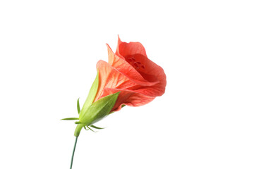 Wall Mural - Beautiful red hibiscus flower isolated on white
