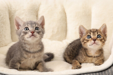 Poster - Cute fluffy kittens on pet bed. Baby animals