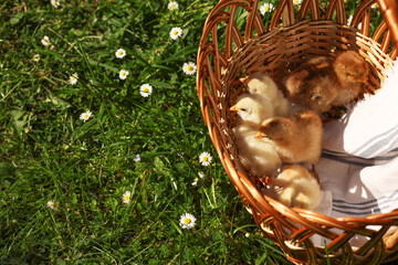 Poster - Cute chicks in wicker basket on green grass outdoors, above view. Space for text