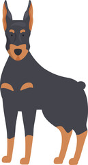 Wall Mural - Doberman pinscher standing on white background, guard dog breed illustration