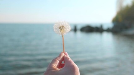 Wall Mural - Fluffy dandelion on the background of the sea, nature concepr