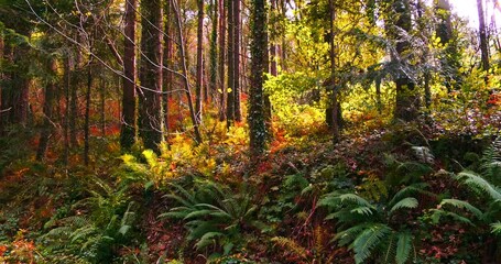 Wall Mural - A serene forest scene filled with lush green plants, particularly ferns, and tall trees in the background. The forest floor is covered in a variety of plants, creating a vibrant and diverse ecosystem.