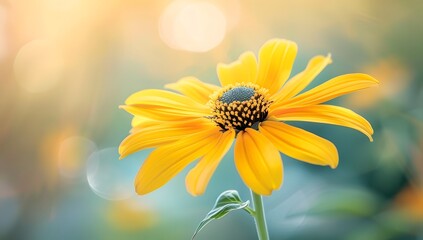 Sticker - Yellow Flower Blooming in Sunlight