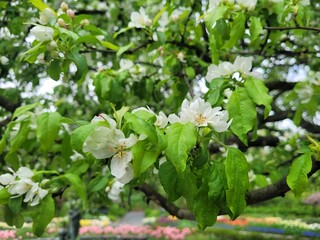 blooming apple tree