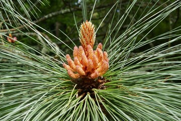 Mexican blue pine. Young pine tree for background uses.