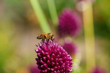 Wall Mural - A honeybee is gathering nectar from a blooming purple flower in a beautiful outdoor setting