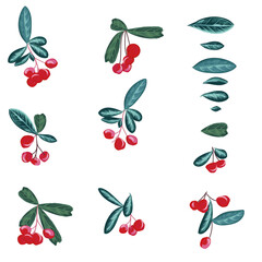 Poster - Collection of vector berries with leaves for design