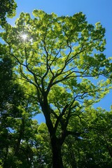 Poster - Sunlight Filtering Through Green Leaves of a Tree Canopy