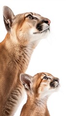 Canvas Print - a mother and cub on a white background