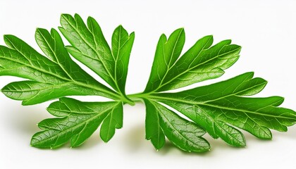 Wall Mural - parsley herb isolated on white background with clipping path full depth of field focus stacking